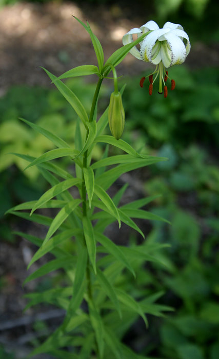 Lilium taliense