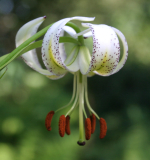 Lilium taliense