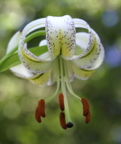 Lilium taliense