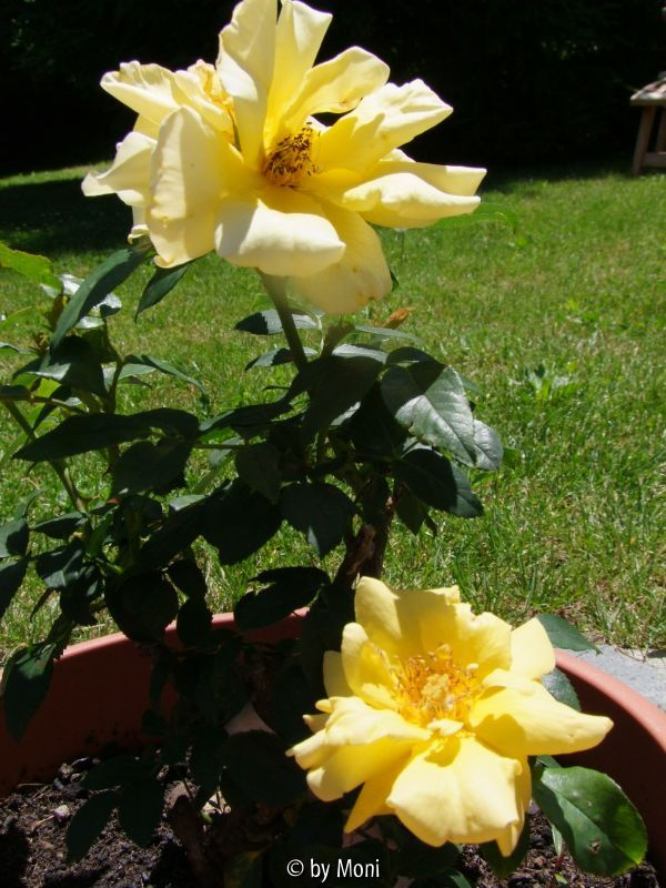 Sonne der Freundschaft3