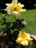 Sonne der Freundschaft3