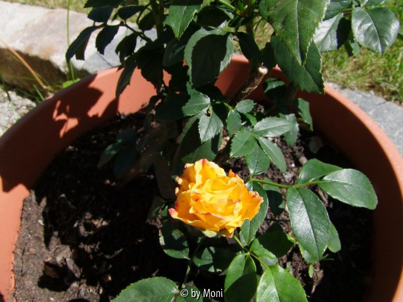 Sonne der Freundschaft2