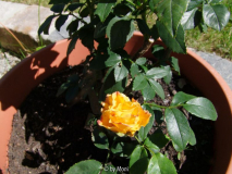 Sonne der Freundschaft2