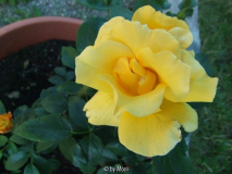 Sonne der Freundschaft1