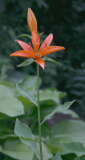 Lilium tsingtauense