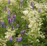 Filipendula ulmaria u Vicia cracca.jpg