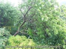 Unwetter 28-06-2011 (2)
