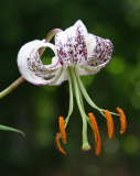 Lilium duchartrei