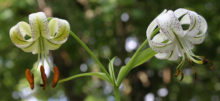 Lilium taliense