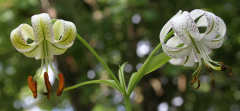 Lilium taliense