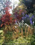 Herbstfärbender Blumenhartriegel kombini