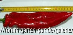 Roter spitzer Corno aus Israel 2