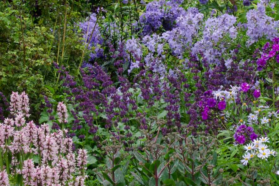 Salvia verticillata ´Purple Rain´