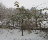 Pachtgarten Jan.2006 003.jpg