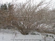 Pachtgarten Jan.2006 004.jpg