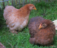 Elsa und Gina