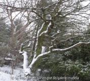 Pachtgarten Jan.2006 009.jpg