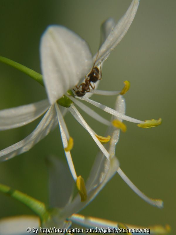 Iso 50, 1/400, f/5.60, Nahlinse 10+