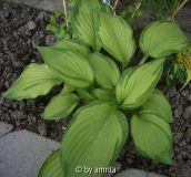 Hosta2a.jpg