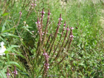 Verbena hastata 20110702_02.jpg