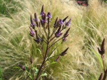 Verbena hastata 20110702.jpg