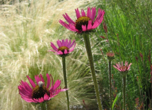 Echinacea tennessieensis 20110702.jpg