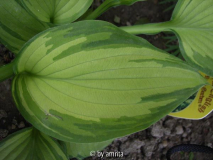 Hosta2b.jpg