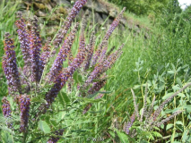 Amorpha canescens 20110702.jpg