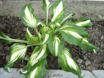 Hosta3a.jpg