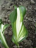 Hosta3b.jpg