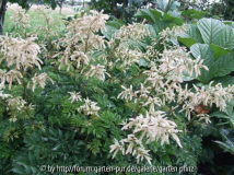 Aruncus 'Johanisfest' (2011/06)