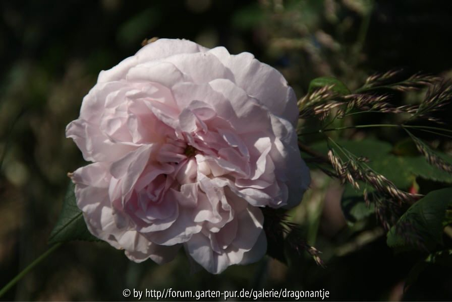 fantin latour