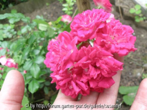 Excelsa