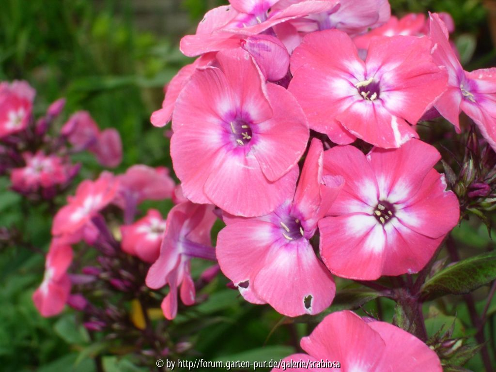 Phlox paniculata Sämling