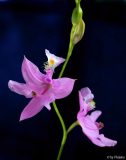 Calopogon tuberosus