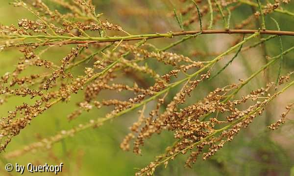 Tamarix, Blüte (vergehend)