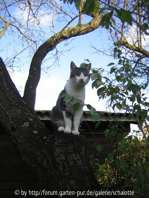 karlchen im baum