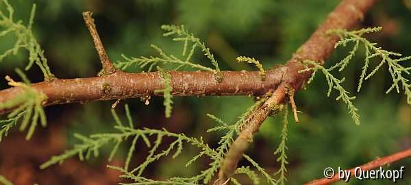 Tamarix, Ast