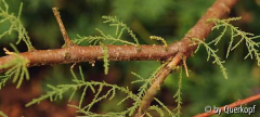 Tamarix, Ast
