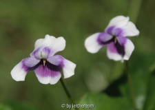 Efeublättriges Veilchen (Viola banksii)