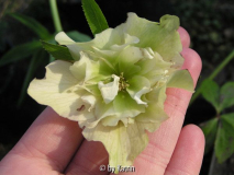 Ashwood-Helleborus