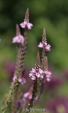 Eisenkraut (Verbena  hastata)