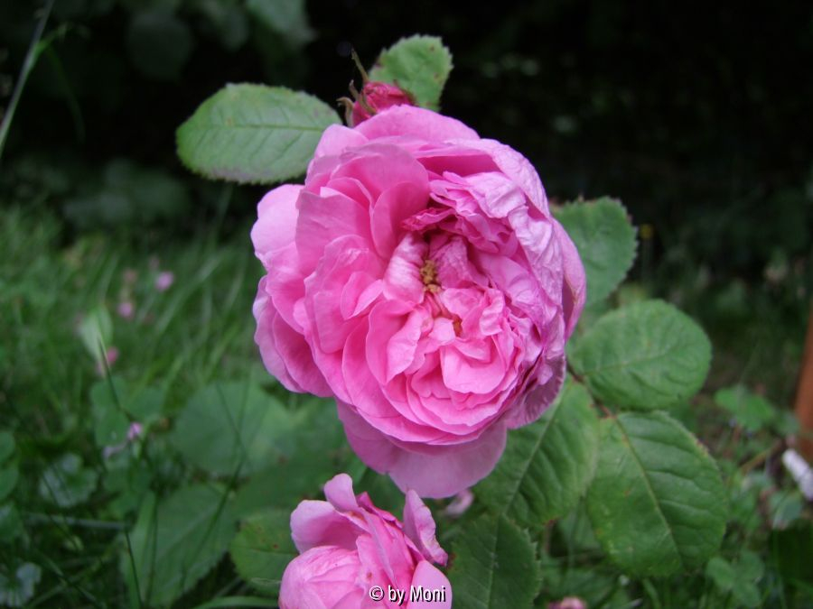 Hausrose Ballenhausen3