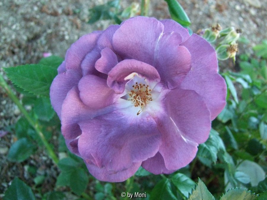 Rhapsody in Blue4