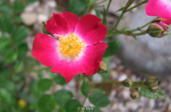 Proschwitzer Schlossrose