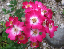Proschwitzer Schlossrose2