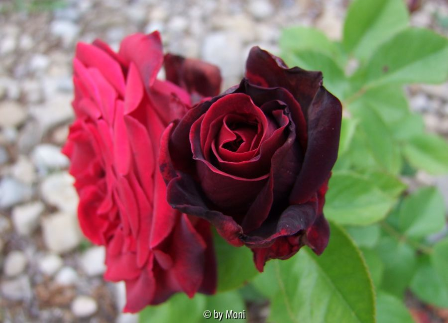 Karneol-Rose