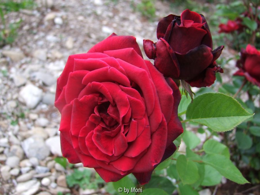 Karneol-Rose2