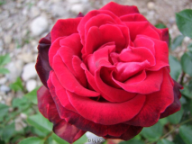 Karneol-Rose3