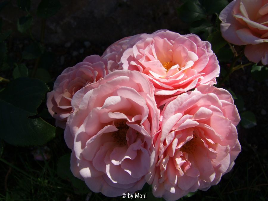 Ulrike3